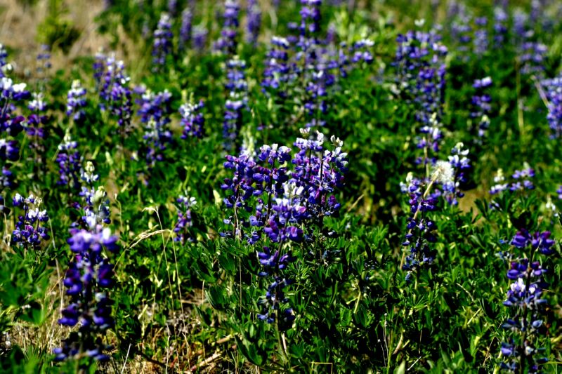 062304 Skagway to Haines (10069)